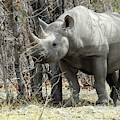 Rhino