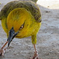 Angry Bird