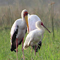 Birds