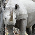 Rhino 2