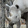 Rhino 3