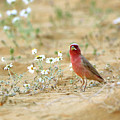 Birds 1