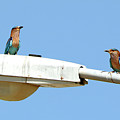 Birds 289